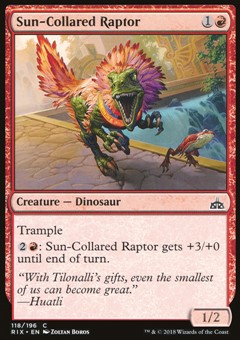 Raptor dal Collare Solare