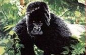 Gorilla di Kird